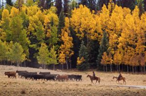 fall-scene-cattle-drive1